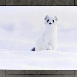 Hermine Forex 30x40cm