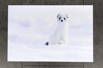 Hermine Forex 30x40cm