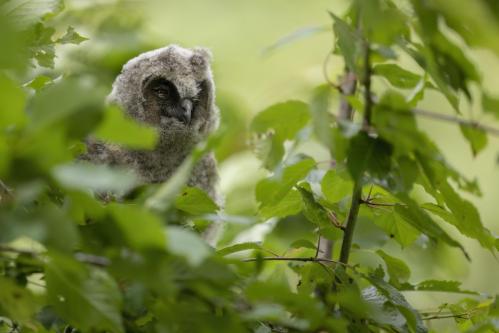Hibou moyen-duc