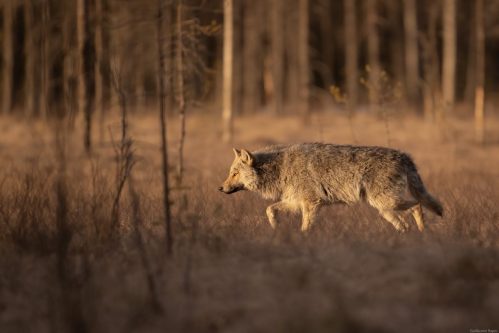 Loup gris