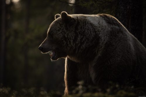 Ours brun