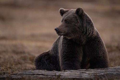 Ours brun